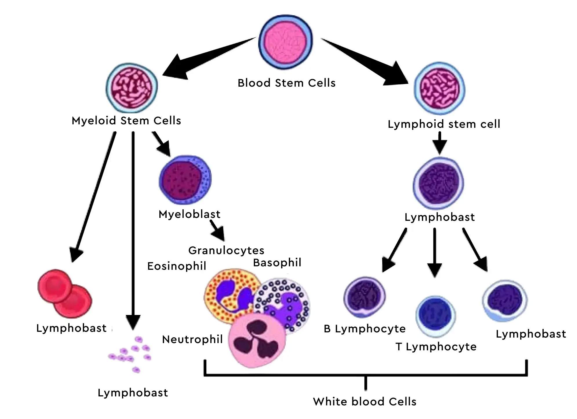 absolute lymphocytes